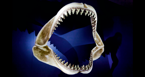 Afbeelding (kleur) haaienkaak