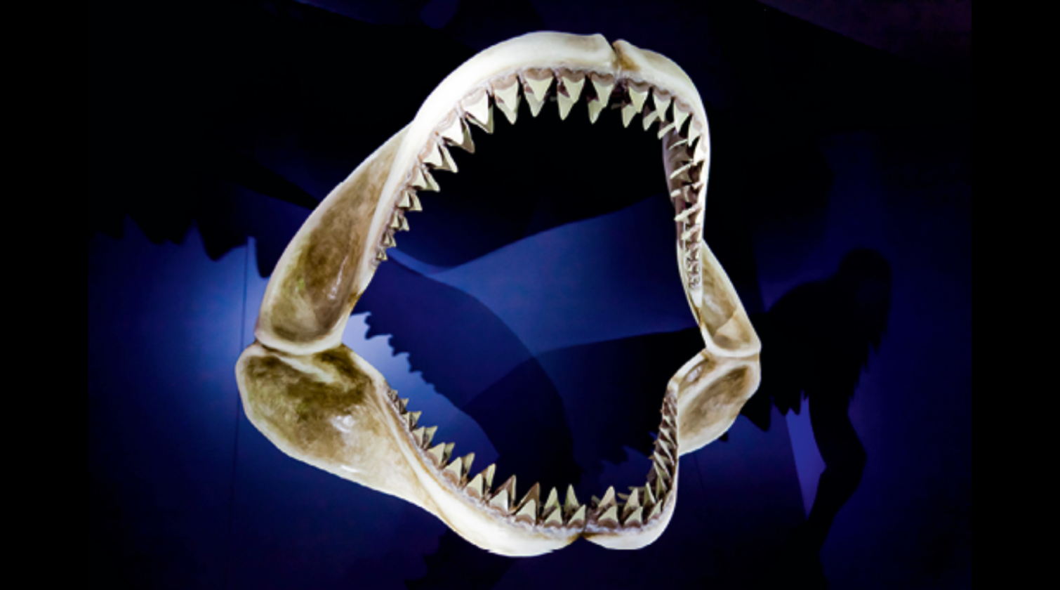 Afbeelding (kleur) haaienkaak