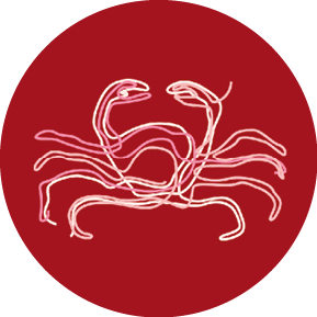 Afbeelding (kleur) logo EMBRAZE - een rode krab